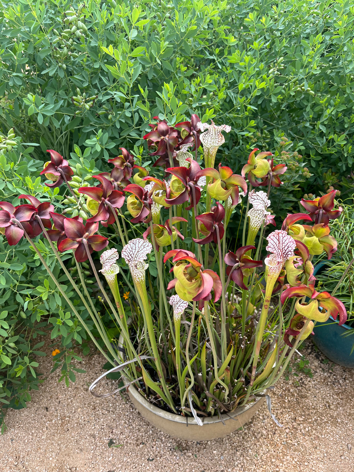 Sarracenia sp. Pitcher Plant