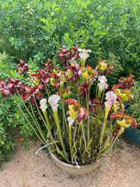 Sarracenia sp. Pitcher Plant