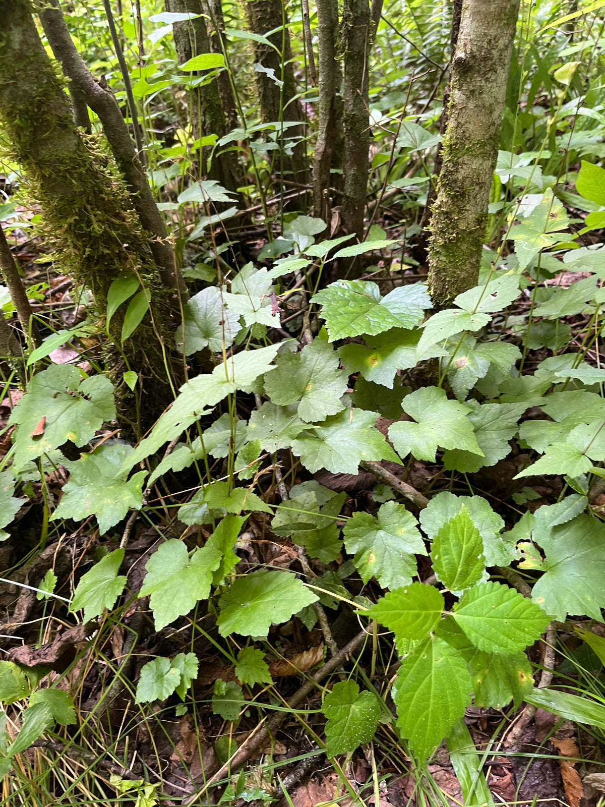 Mitella diphylla