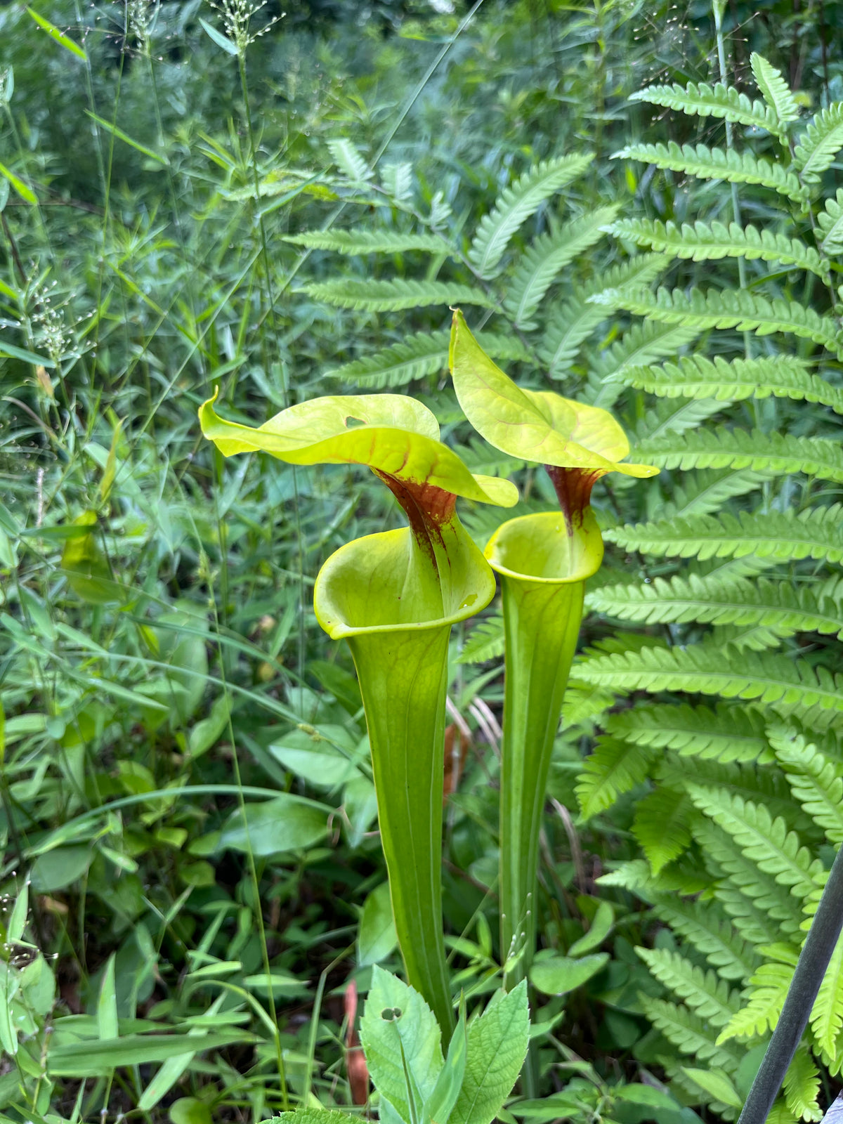 Sarracenia sp. Pitcher Plant