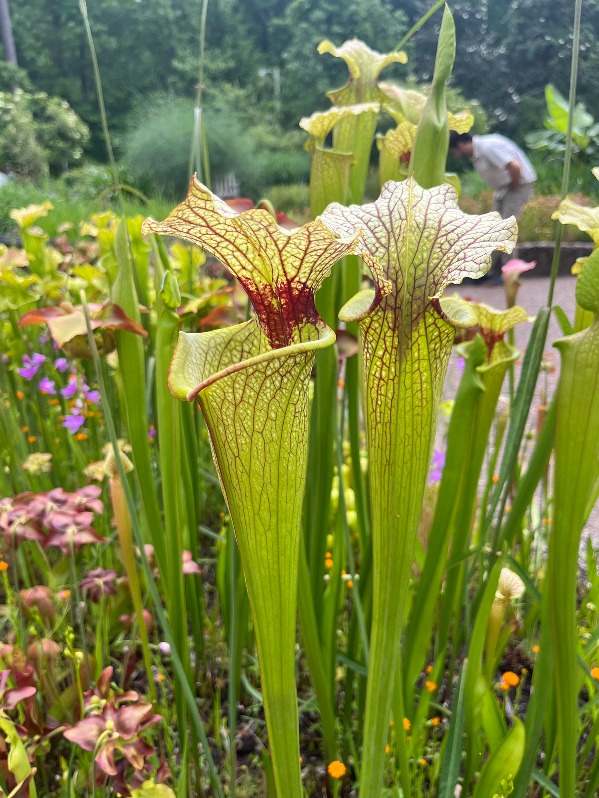 Sarracenia sp. Pitcher Plant