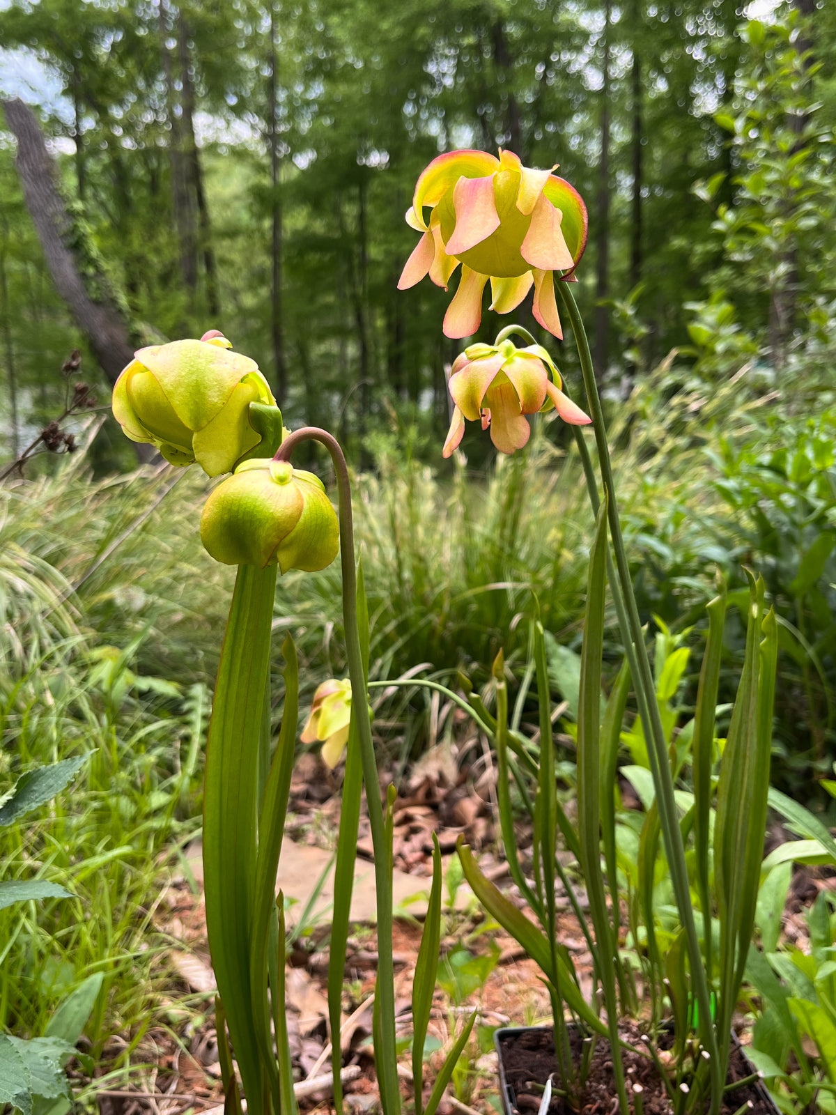 Sarracenia sp. Pitcher Plant