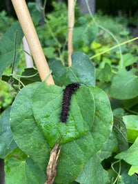 Isotrema tomentosa