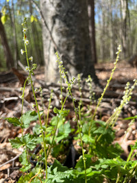 Mitella diphylla