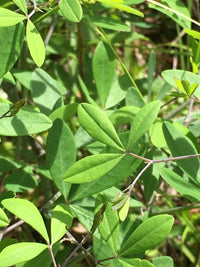 Baptisia albescens