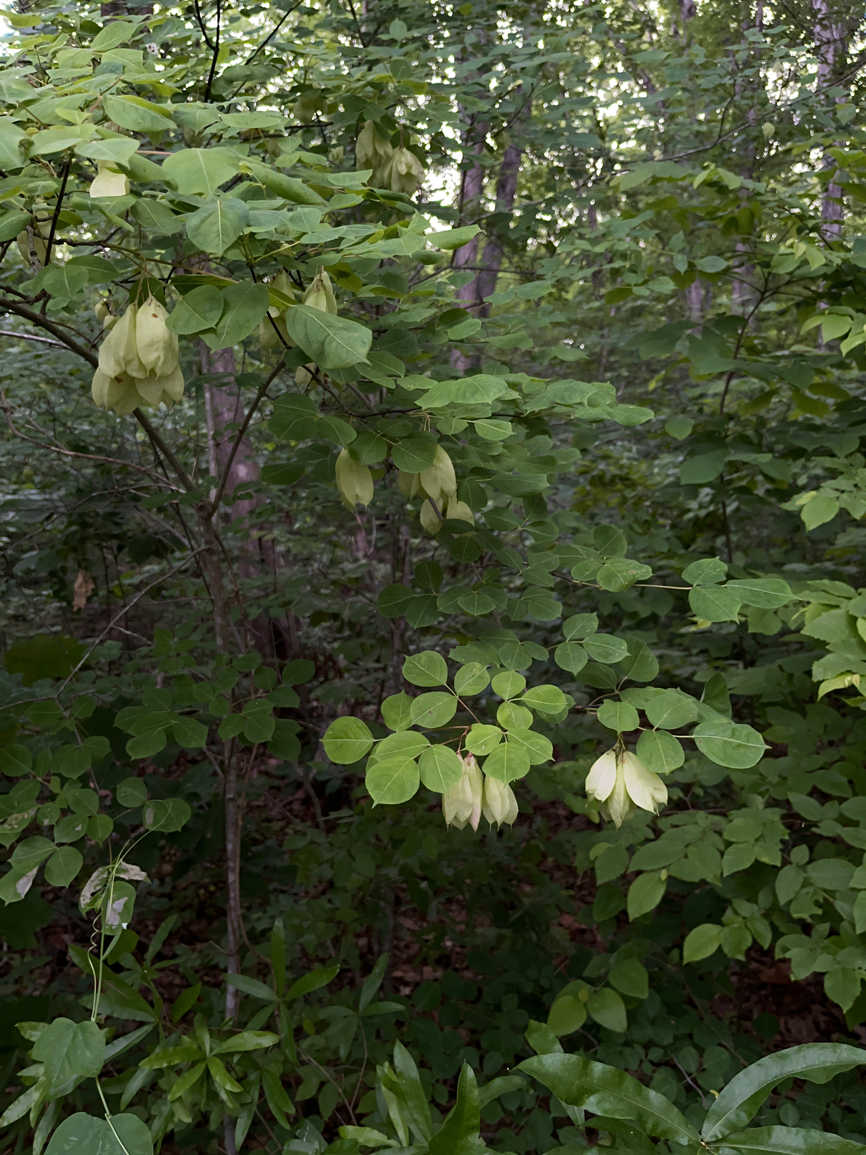 Staphylea trifolia/American Bladdernut (Bladdernut Family)