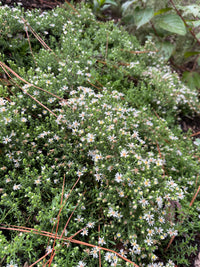 Symphyotrichum ericoides 'Snow Flurry'