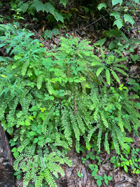 Adiantum pedatum