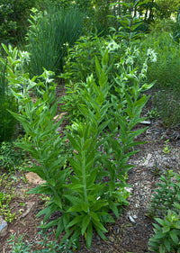 Lithospermum parviflorum