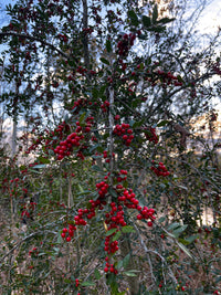 Ilex vomitoria