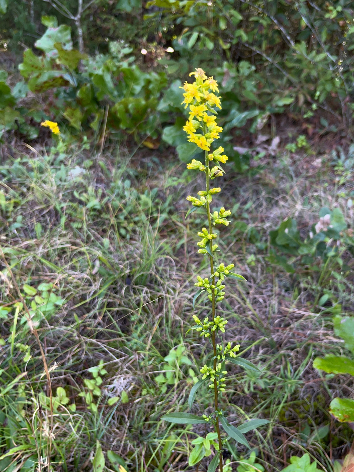 Solidago erecta