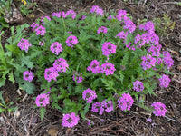 Glandularia canadensis