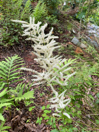 Aruncus dioicus