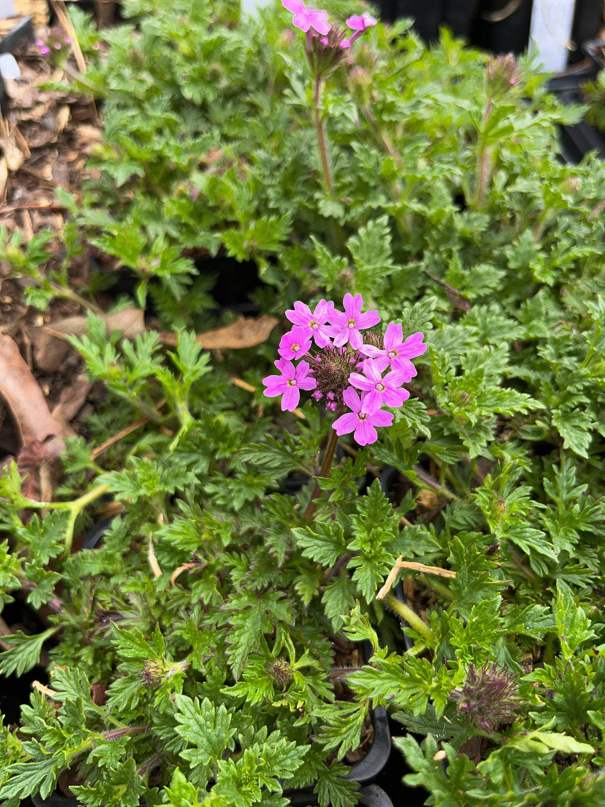 Glandularia canadensis