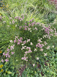 Pycnanthemum tenufolium