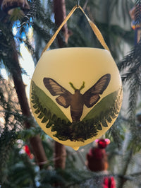Hummingbird Clearwing Moth, Crossvine, Leatherwood Fern, Moss sp. (Ornament)