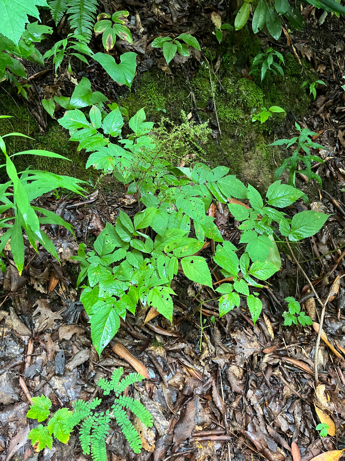 Aruncus dioicus