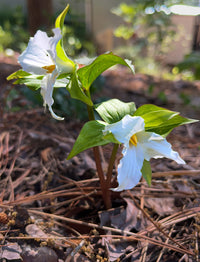 Trillium grandiflorum