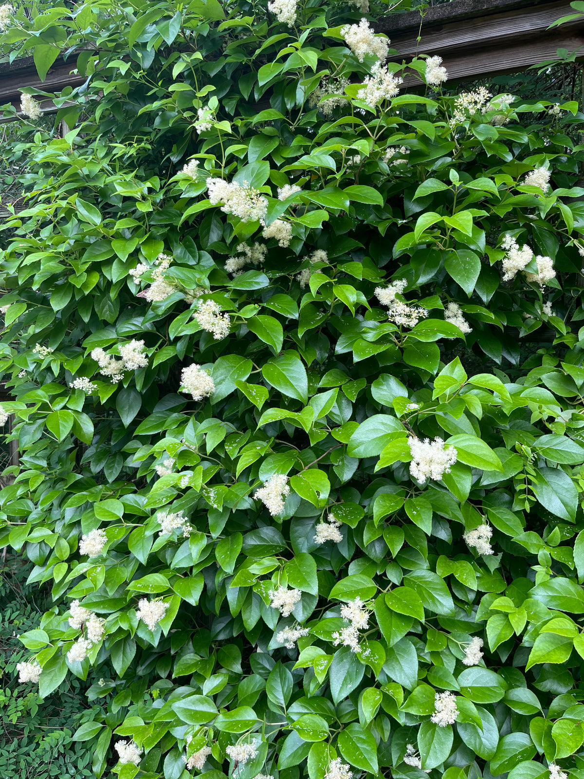 Hydrangea barbara