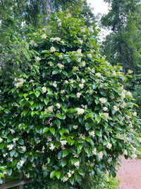 Hydrangea barbara