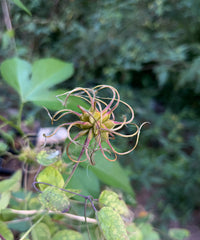 Clematis glaucophylla