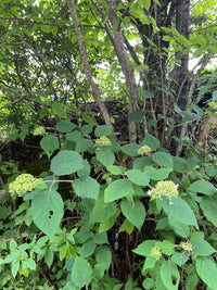 Hydrangea arborescens