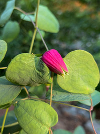 Clematis glaucophylla