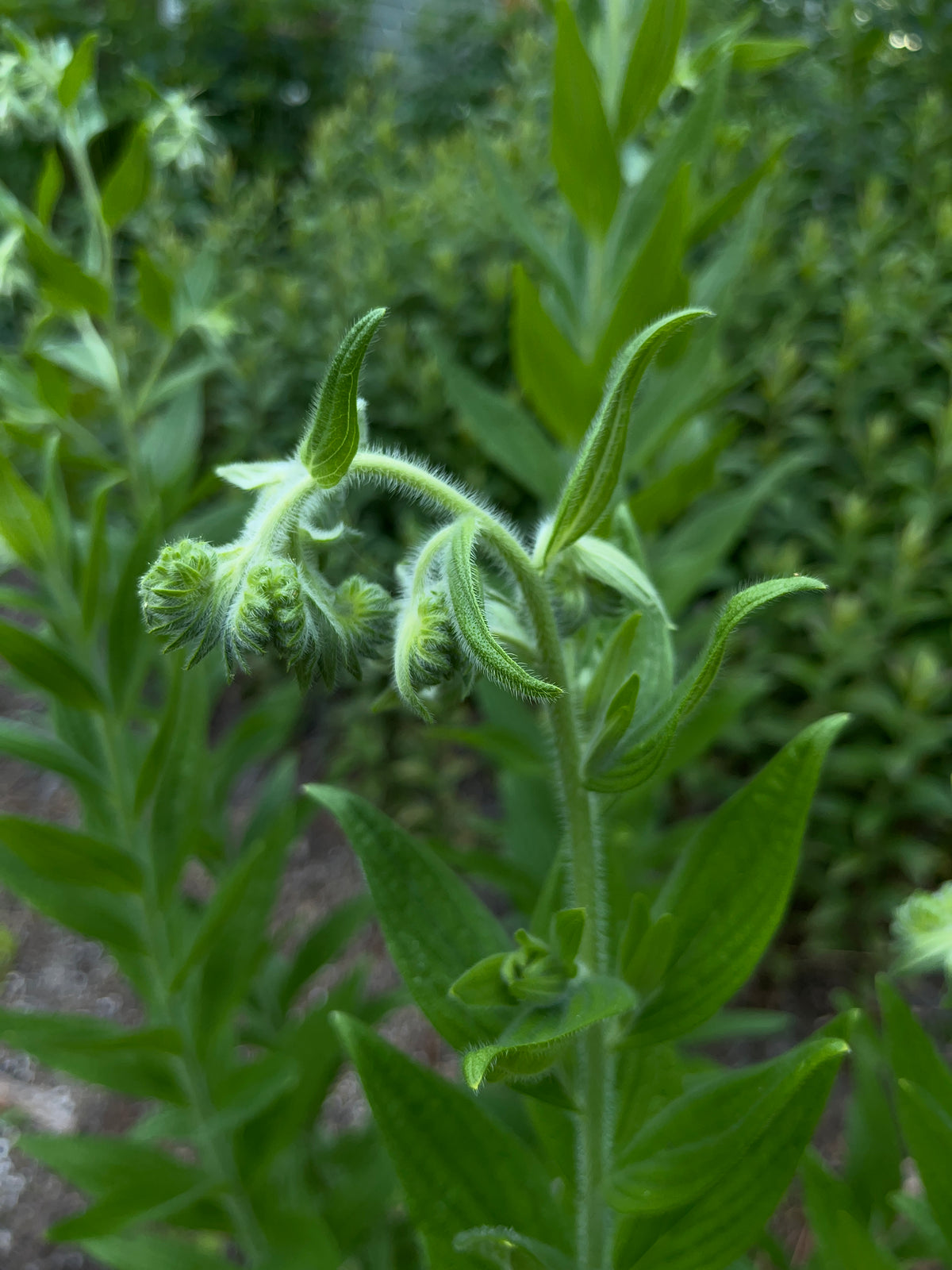 Lithospermum parviflorum