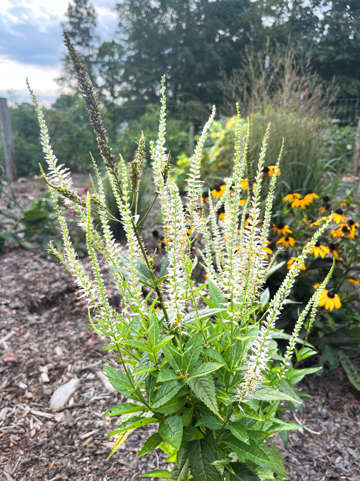 Veronicastrum virginicum