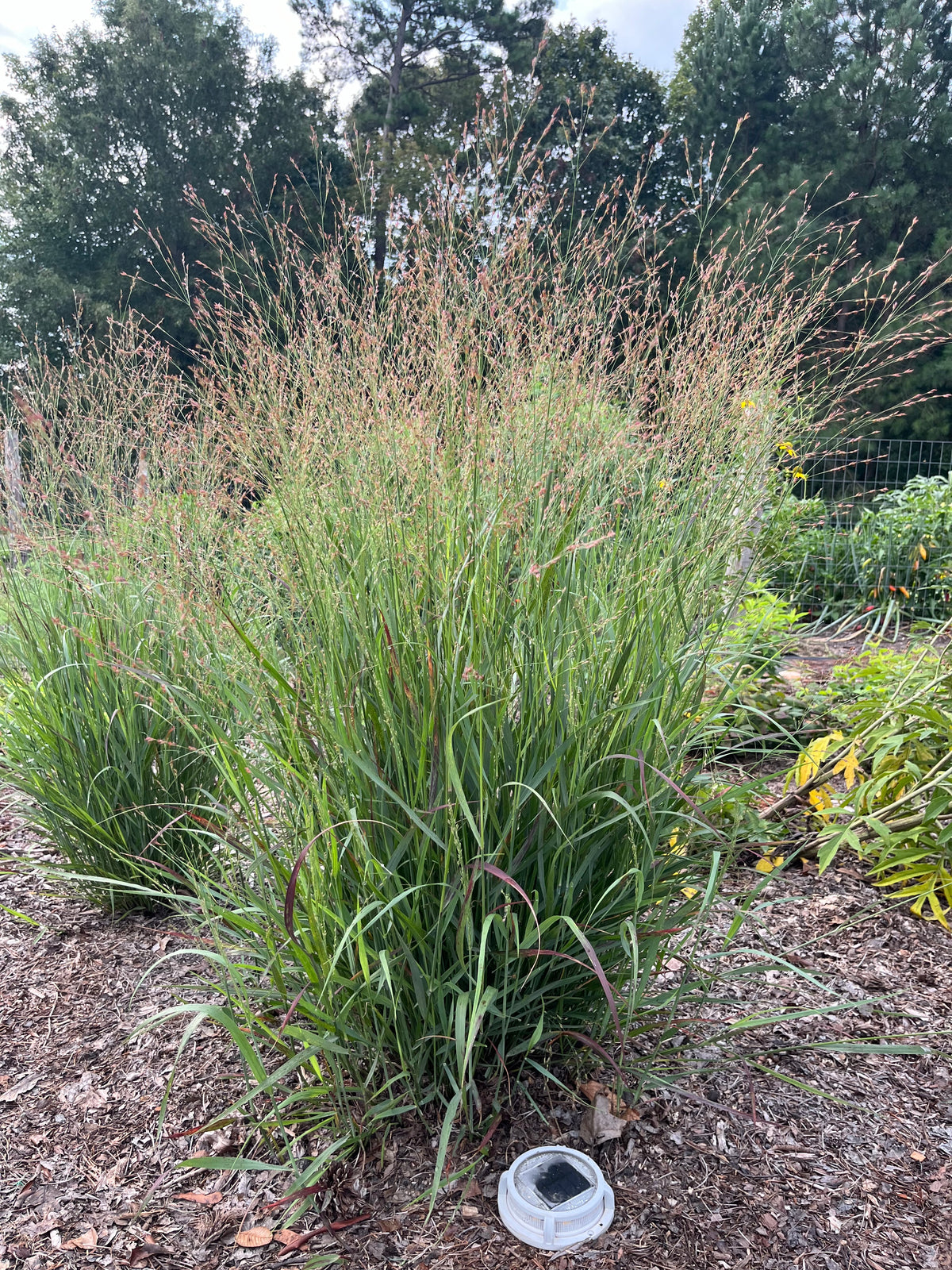 Panicum virgatum 'Cape Breeze'