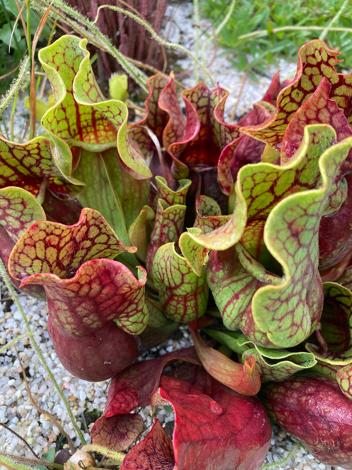 Sarracenia purpurea