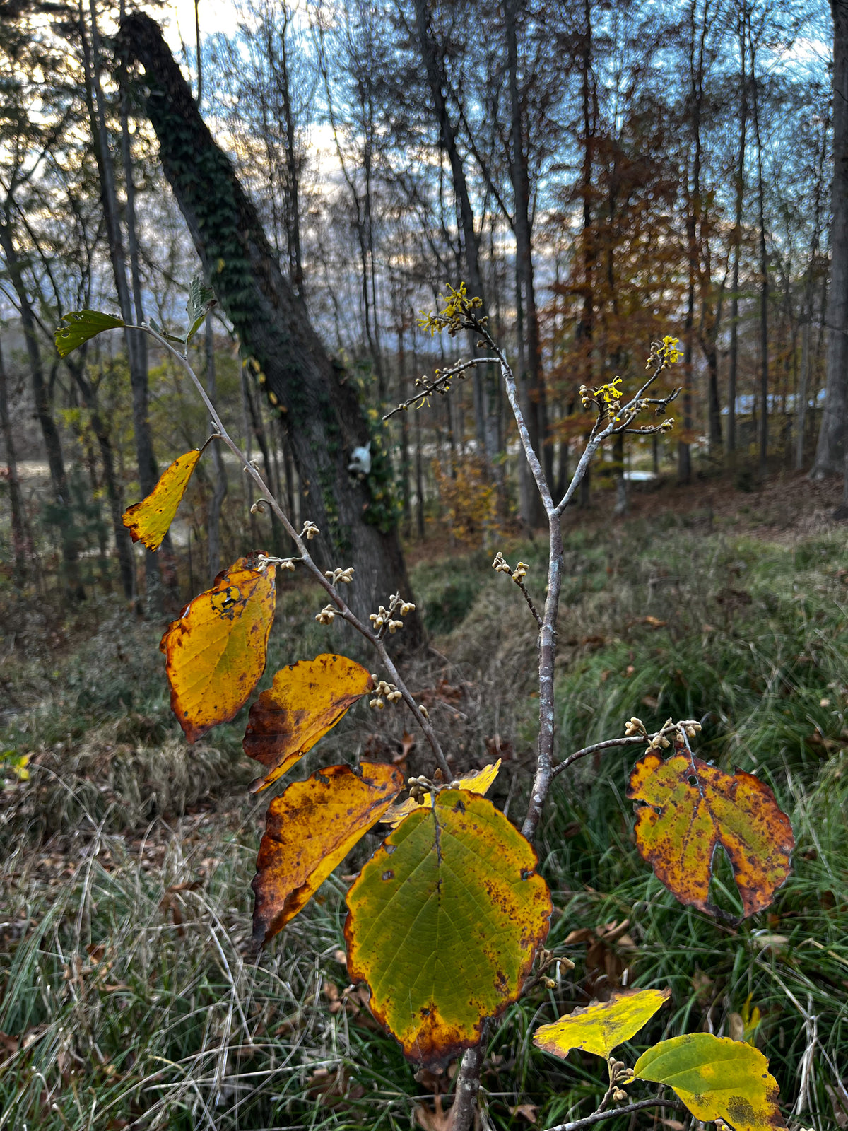 Hamamelis virginiana