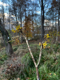 Hamamelis virginiana