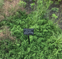 Symphyotrichum ericoides 'Snow Flurry'