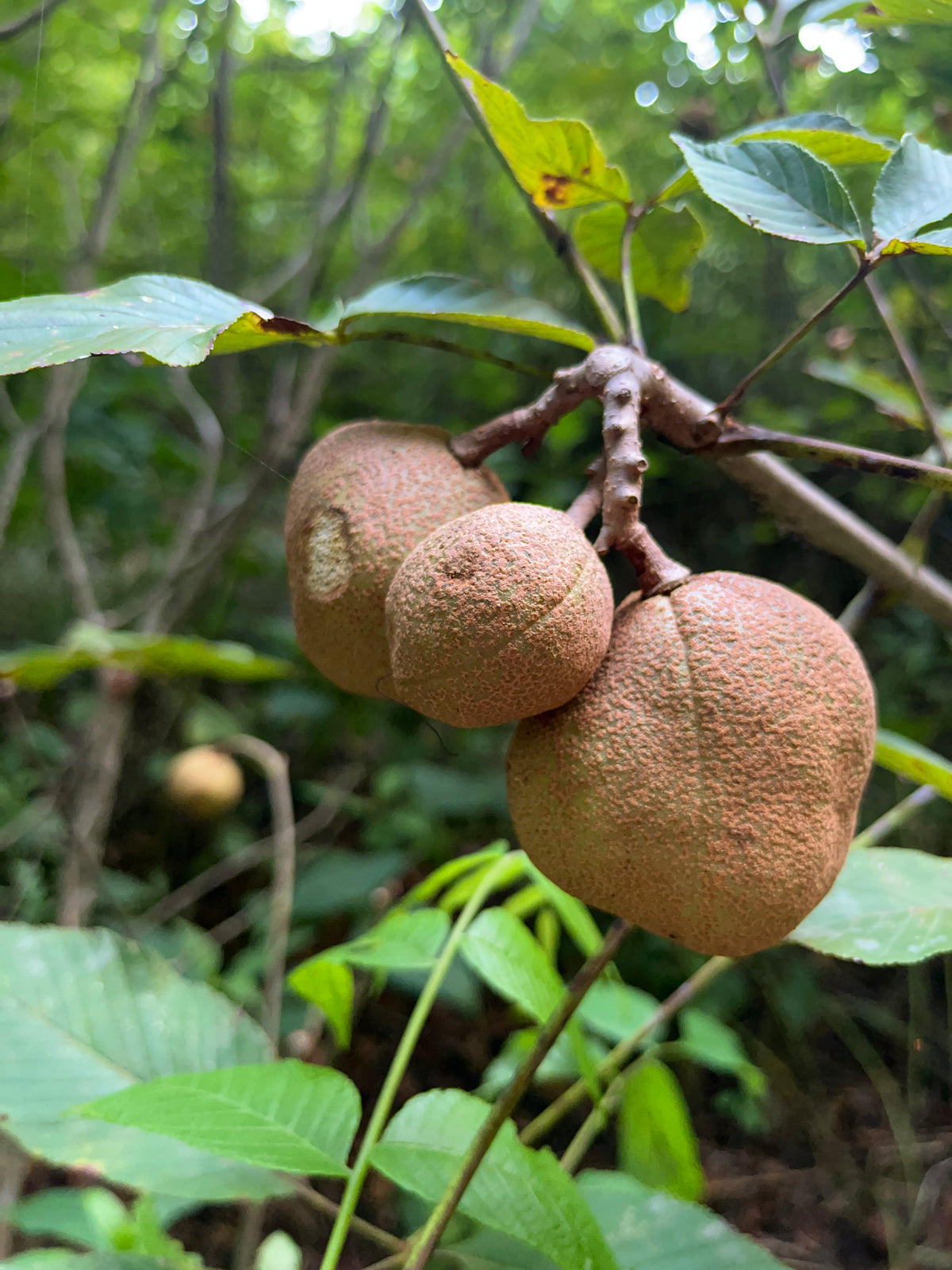 Aesculus sylvatica