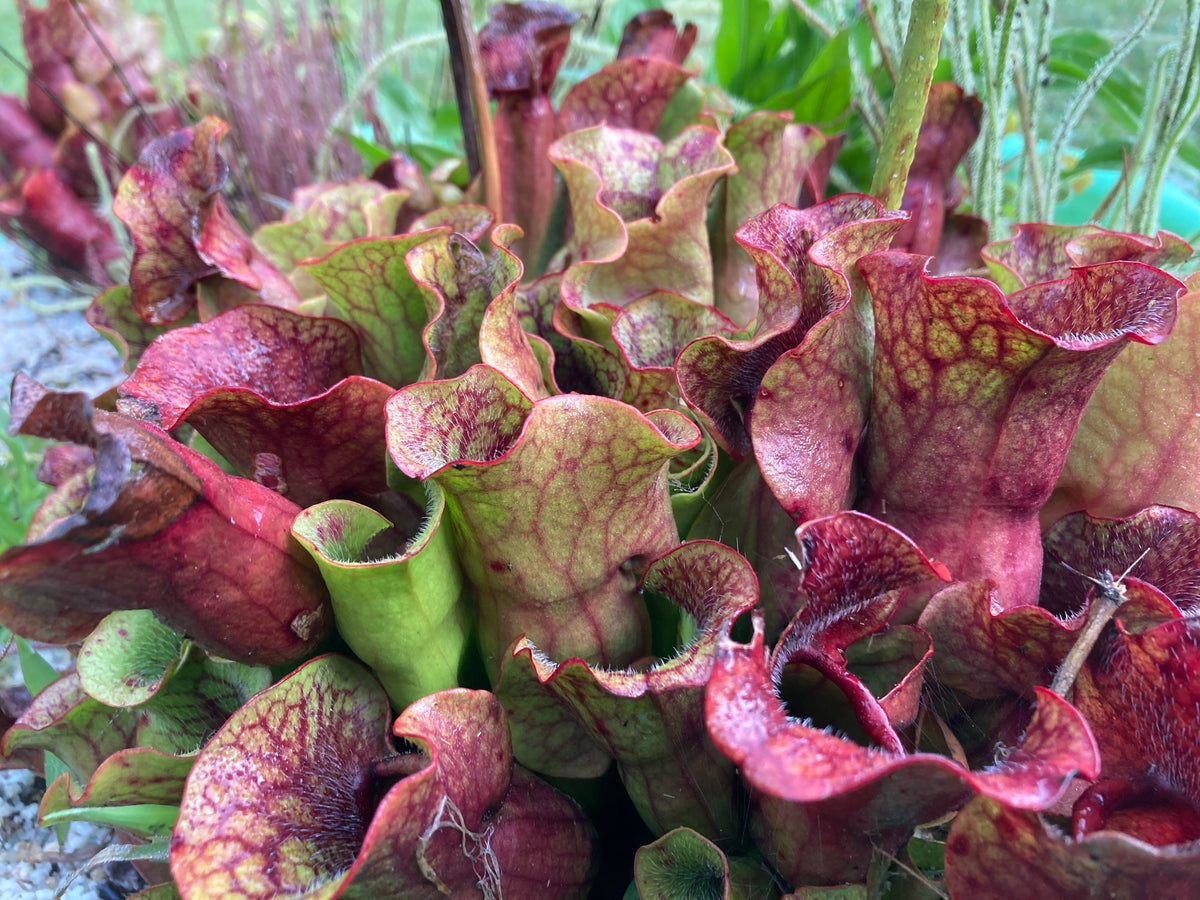 Sarracenia purpurea