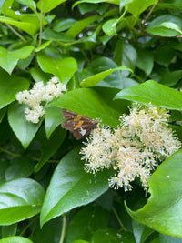 Hydrangea barbara