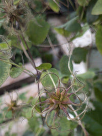 Clematis glaucophylla