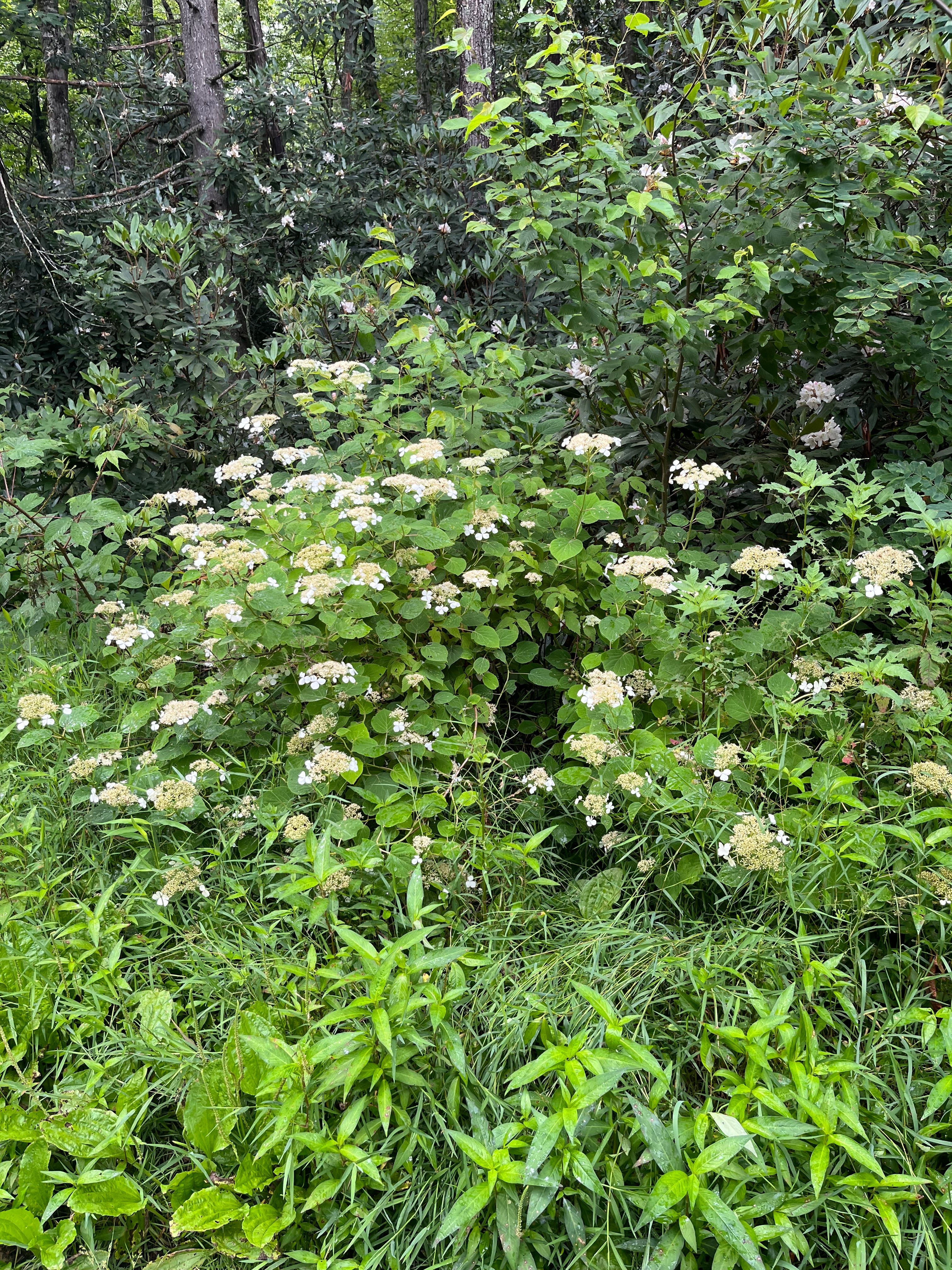 Hydrangea arborescens / Wild Hydrangea (Hydrangea Family)