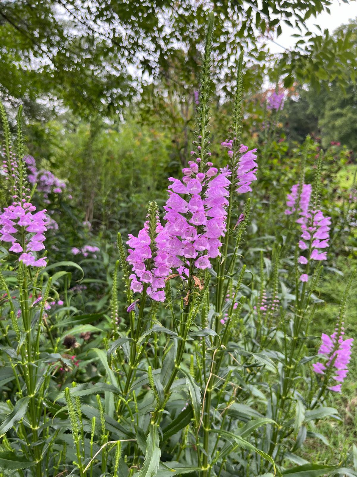 Physostegia virginiana