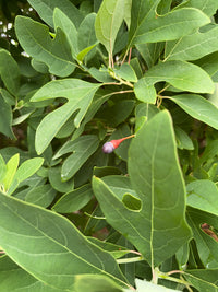 Sassafras albidium