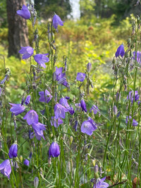 Campanula rotundifolia