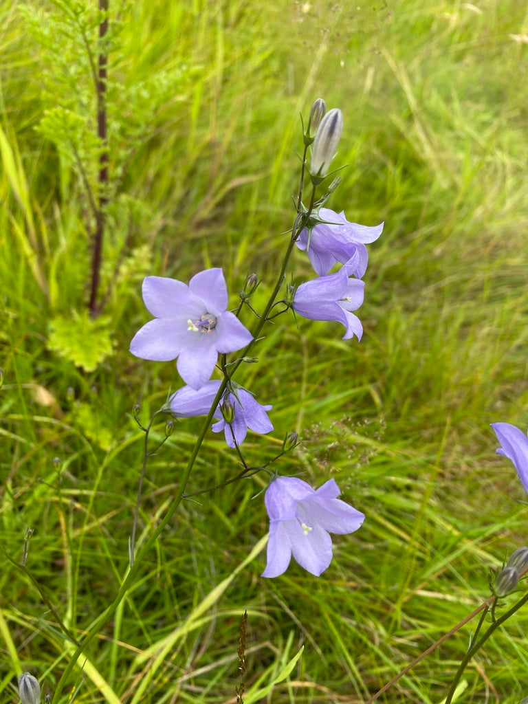 Campanula rotundifolia