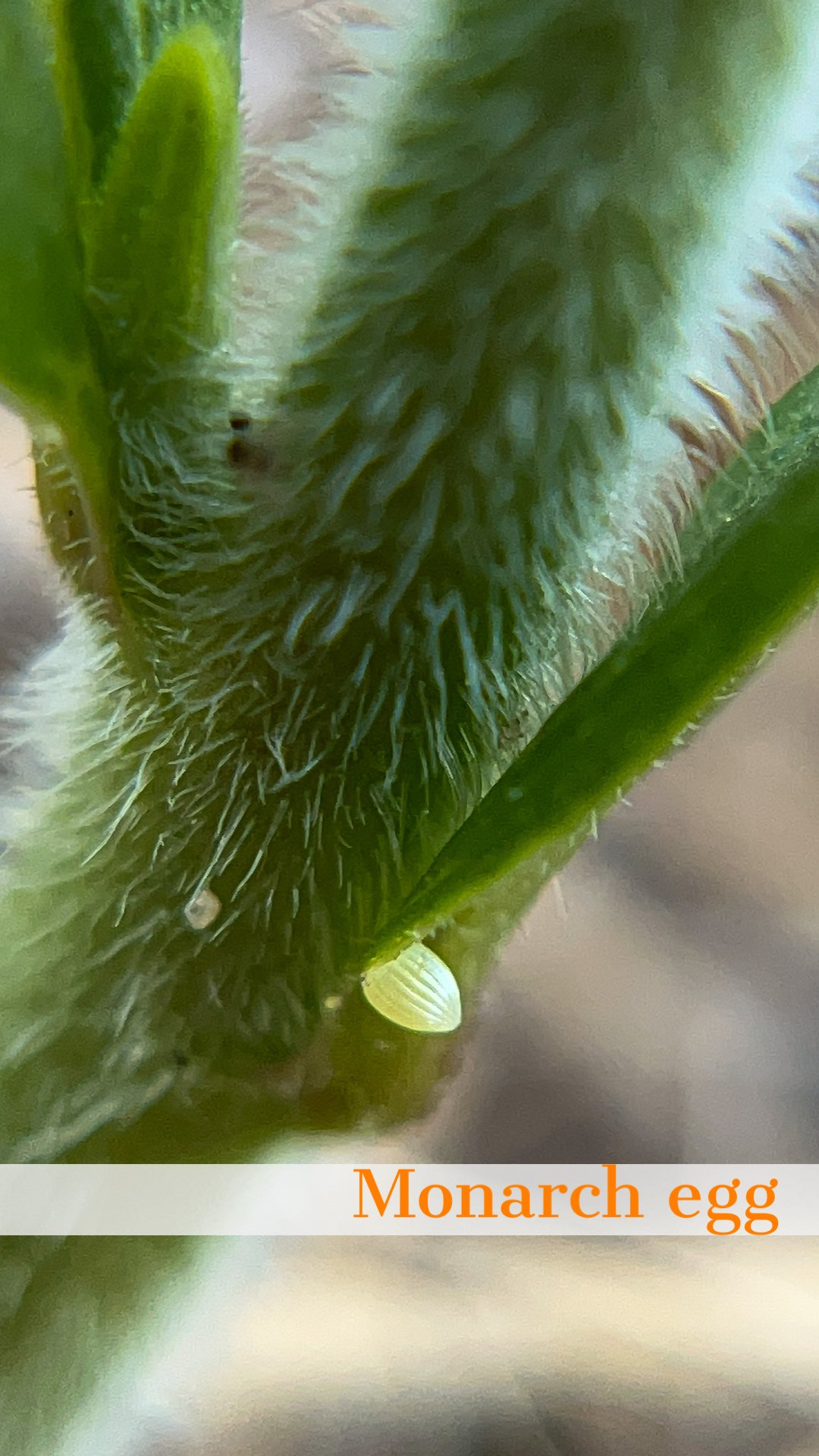 Asclepias tuberosa / Butterfly Milkweed (Dogbane Family)