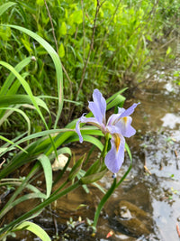 Iris virginica