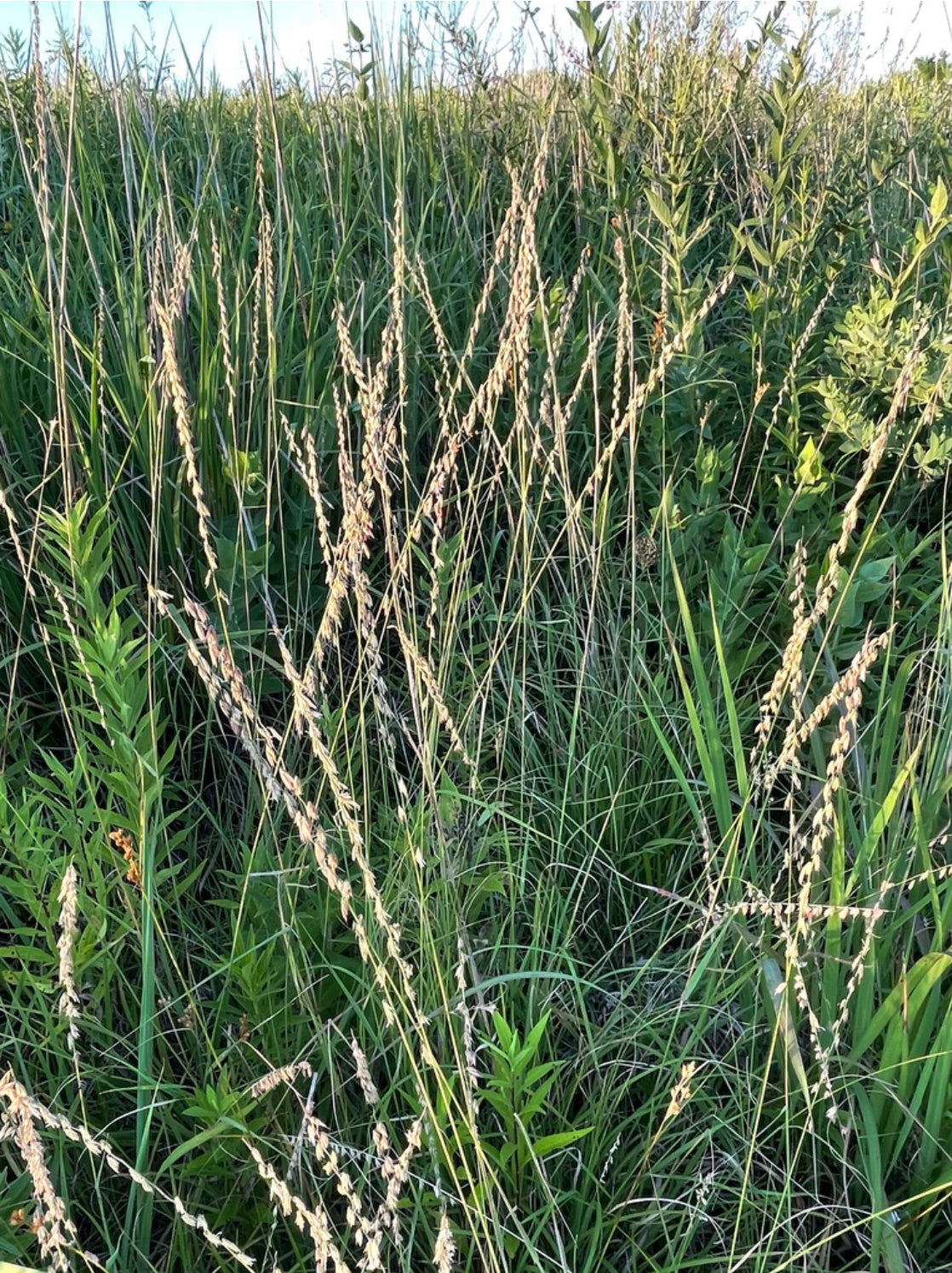 Bouteloua curtipendula / Side-oats Grama (Grass Family)