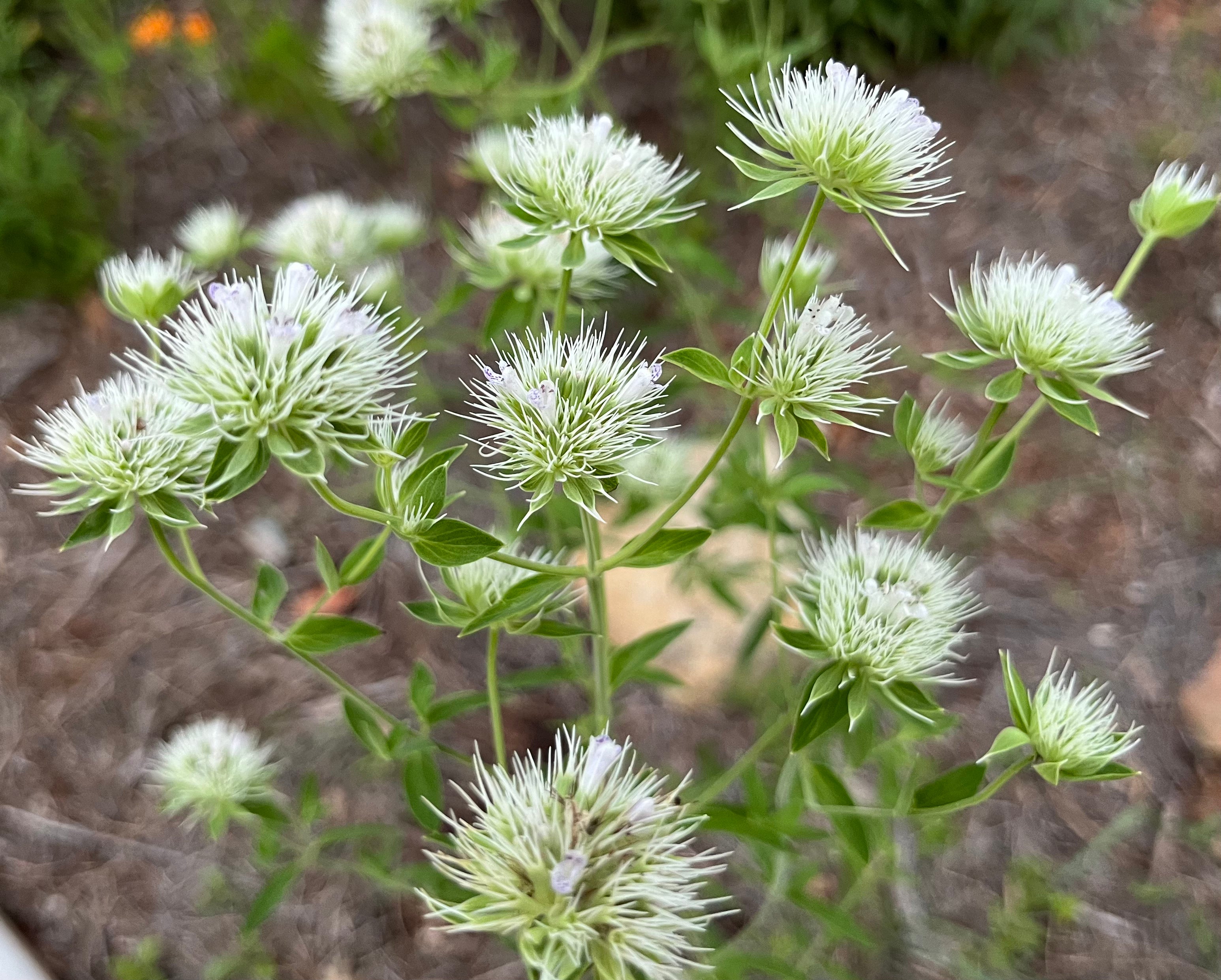 Pycnanthemum flexuosum / Appalachian Mountain Mint (Mint Family)