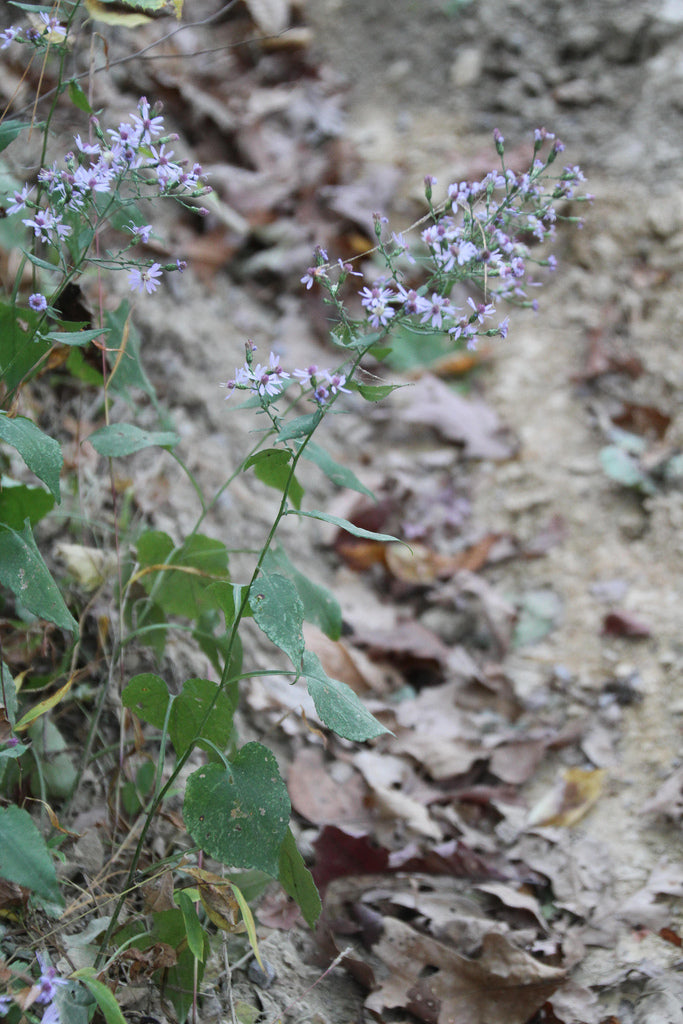 Symphyotrichum cordifolium