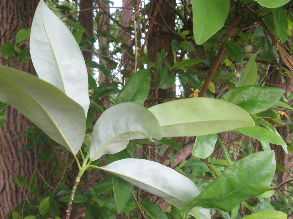 Magnolia virginiana / Sweetbay Magnolia (Magnolia Family)