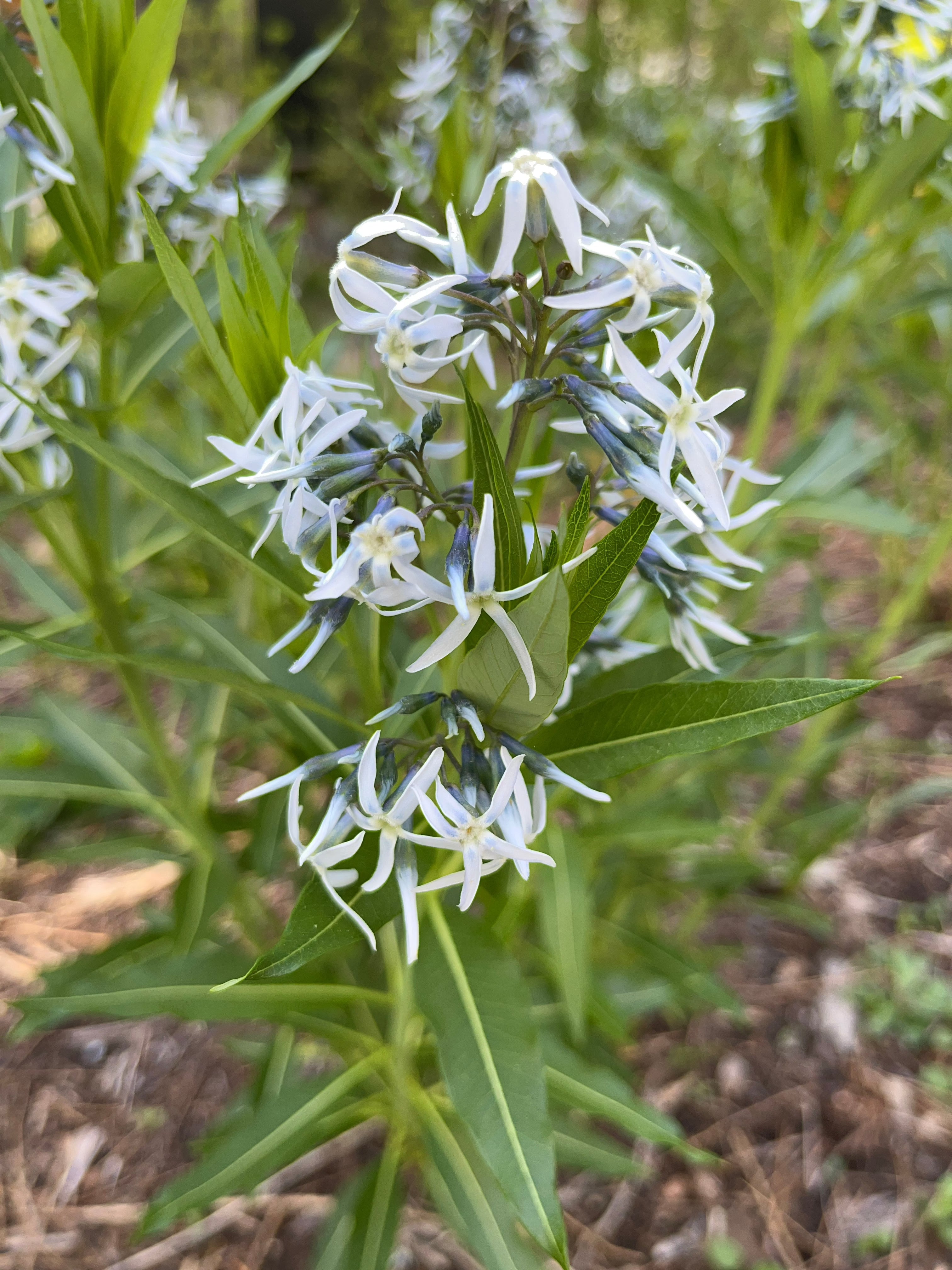 Amsonia tabernaemontana / Blue Star (Dogbane Family)